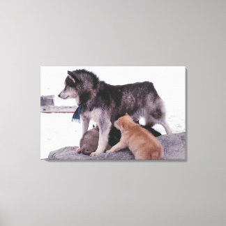 Husky with litter of pups canvas print