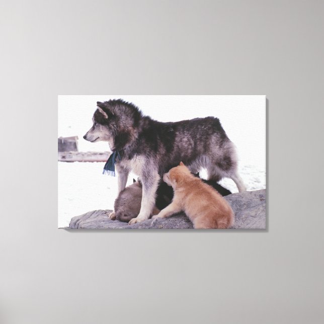 Husky with litter of pups canvas print (Front)