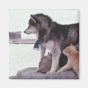 Husky with litter of pups magnet