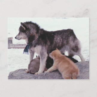 Husky with litter of pups postcard