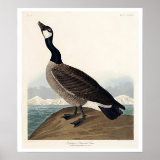 Hutchins's Barnacle Goose by Audubon Poster