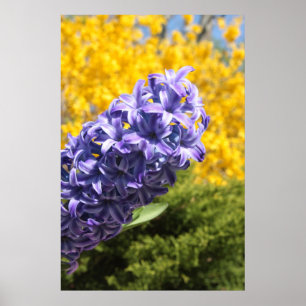 Hyacinth and Forsythia Poster