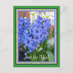 Hyacinth blue postcard