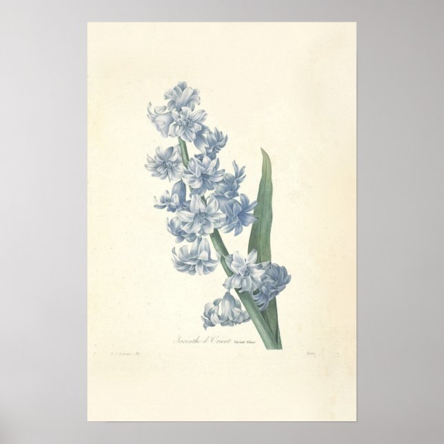 Hyacinth Canvas Print (Front)