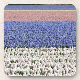 Hyacinth Field Coaster
