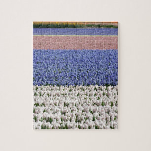 Hyacinth Field Jigsaw Puzzle