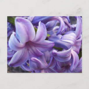 Hyacinth Flowers Postcard