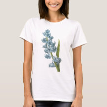hyacinth(Hyacinthus sp.) by Redouté