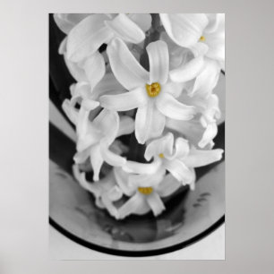 hyacinth in black and white poster
