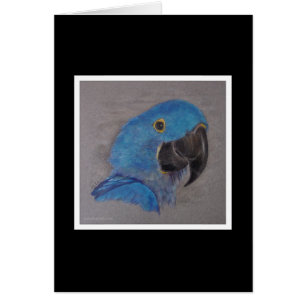 Hyacinth Macaw