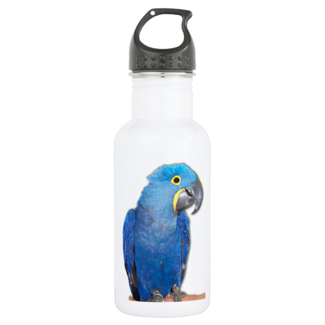 Hyacinth Macaw 532 Ml Water Bottle (Front)