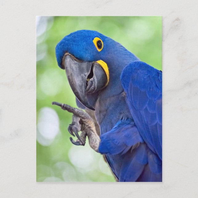 Hyacinth Macaw Bird Postcard (Front)
