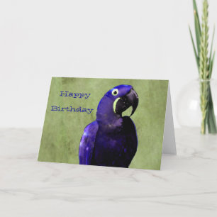 Hyacinth Macaw Birthday Card