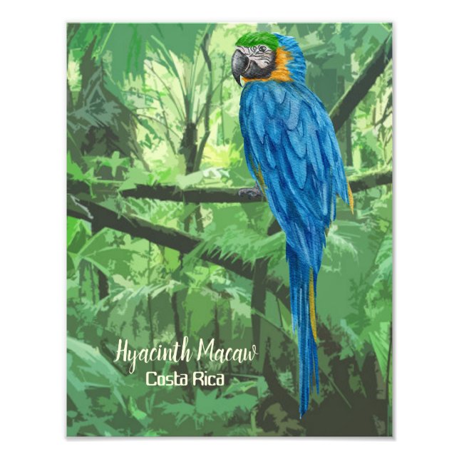 Hyacinth Macaw Costa Rica Design Poster (Front)