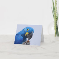 Hyacinth Macaw Encouragement JW