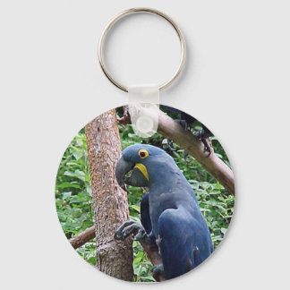 Hyacinth Macaw Key Ring