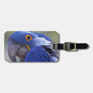 Hyacinth Macaw Luggage Tag