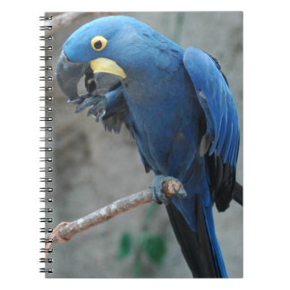 Hyacinth Macaw Notebook