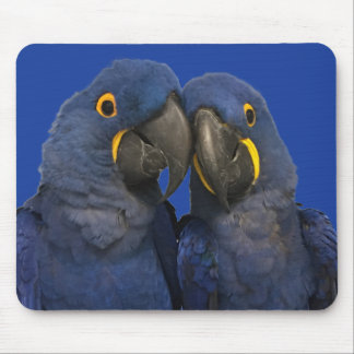 Hyacinth Macaw Parrot Bird Rare Blue Mouse Pad