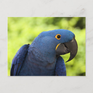 Hyacinth Macaw Postcard