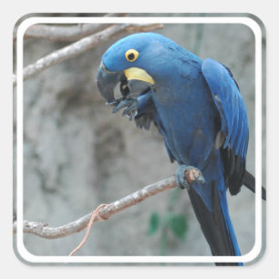 Hyacinth Macaw Stickers