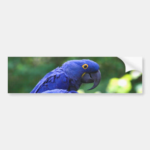 Hyacinth Macaws Bumper Sticker