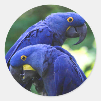 Hyacinth Macaws Classic Round Sticker