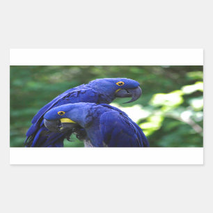 Hyacinth Macaws Rectangular Sticker