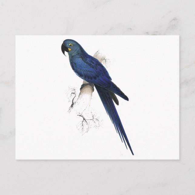 Hyacinthine Maccaw by Edward Lear Postcard (Front)