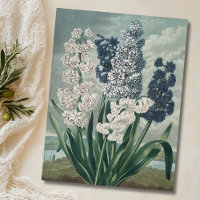 Hyacinths (1807) – Exquisite Vintage Botanical