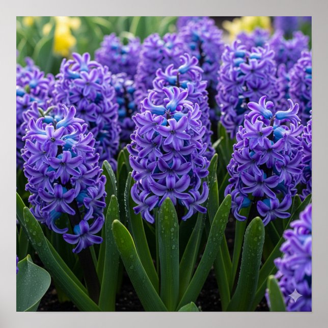 Hyacinths in Bloom Poster (Front)