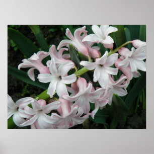 Hyacinths Print