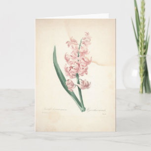 Hyacinthus Orientalis by Redoute Sympathy Card