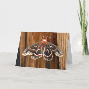 Hyalophora cecropia moth card