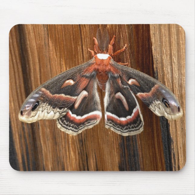 Hyalophora cecropia moth mouse pad (Front)