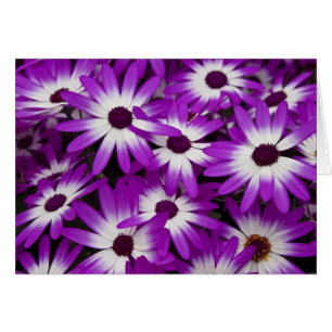 Hybrid Cineraria Card