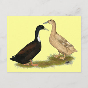 Hybrid Laying Duck Postcard