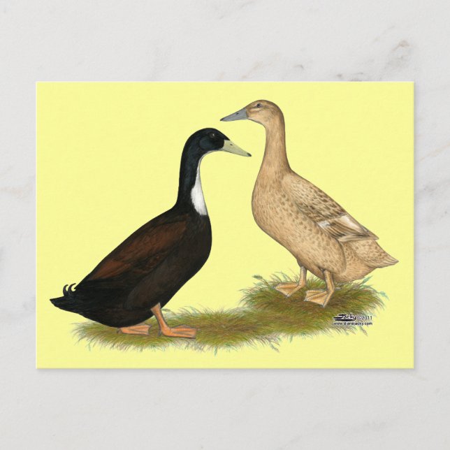 Hybrid Laying Duck Postcard (Front)