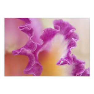 Hybrid orchid close-up, Delray Beach, Florida Photo Print