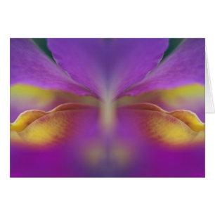 Hybrid orchid, Florida 2