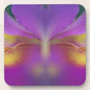 Hybrid orchid, Florida 2 Coaster