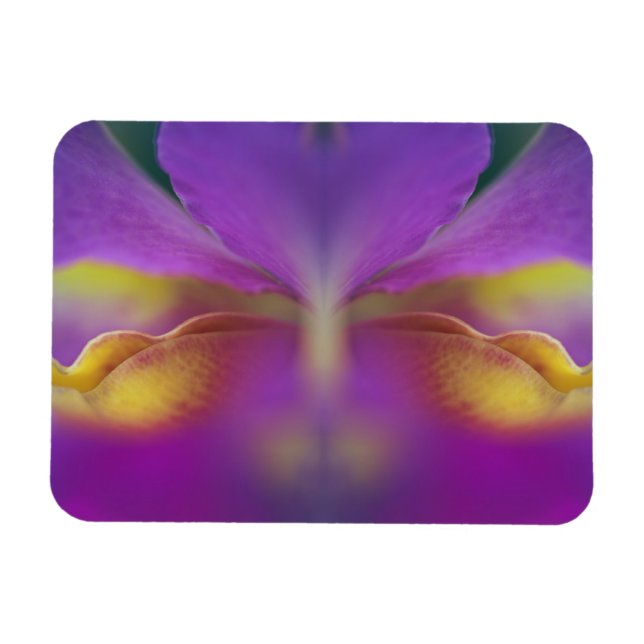 Hybrid orchid, Florida 2 Magnet (Horizontal)