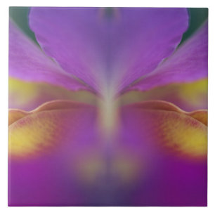 Hybrid orchid, Florida 2 Tile