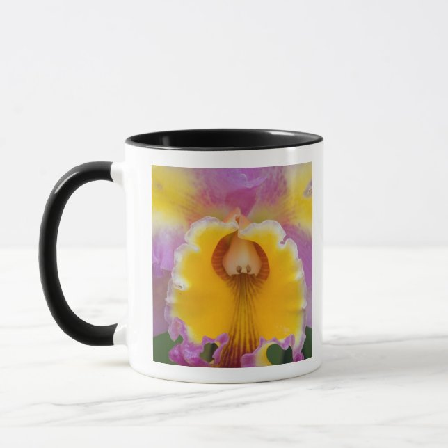 Hybrid orchid, Florida Mug (Left)