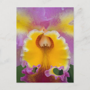 Hybrid orchid, Florida Postcard