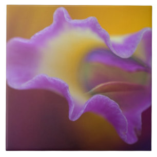 Hybrid orchid, Florida Tile