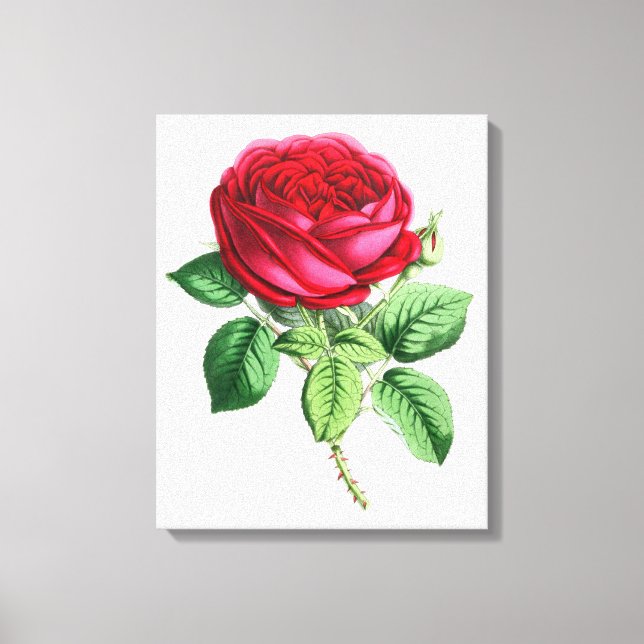 Hybrid Perpetual Rose - Napoleon III Canvas Print (Front)