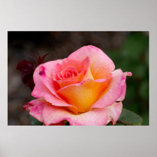 Hybrid Rose Poster