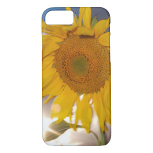 Hybrid sunflower blowing in the wind at dusk Case-Mate iPhone case