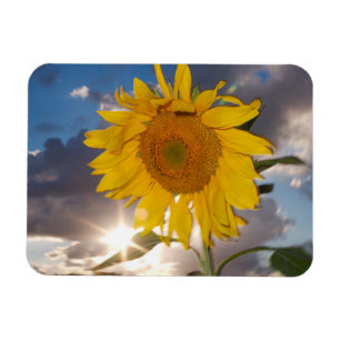 Hybrid sunflower blowing in the wind at dusk magnet